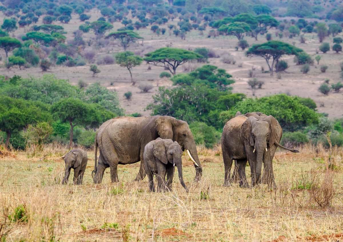 Tarangire Elephant Field Research
